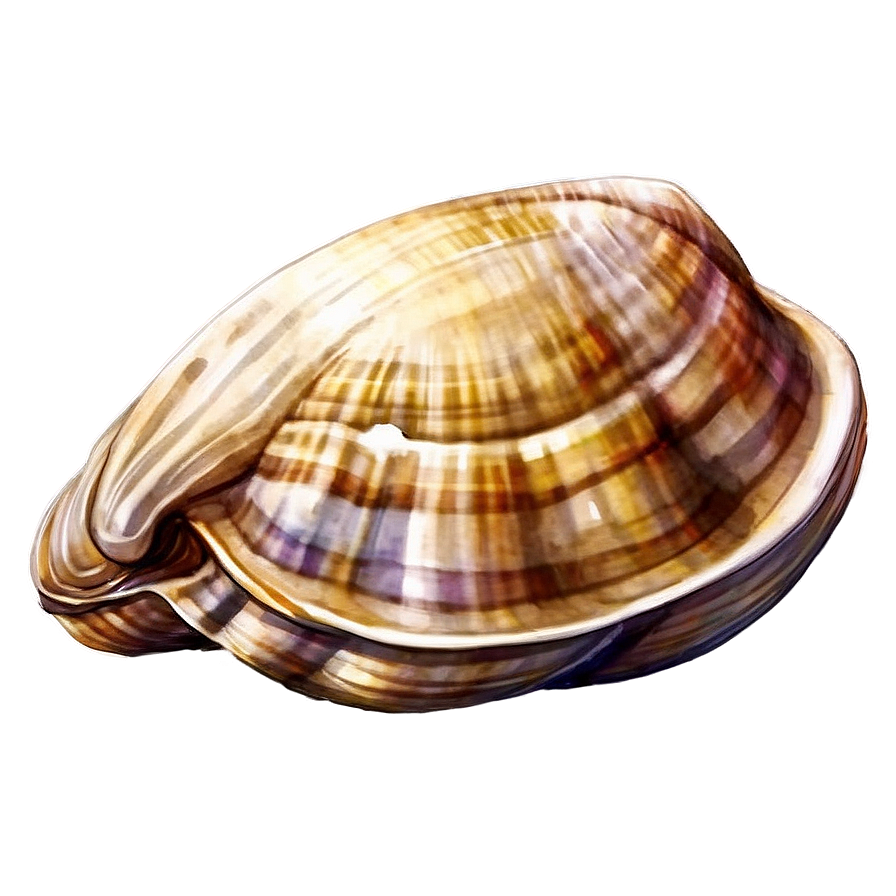 Watercolor Style Clam Png 20