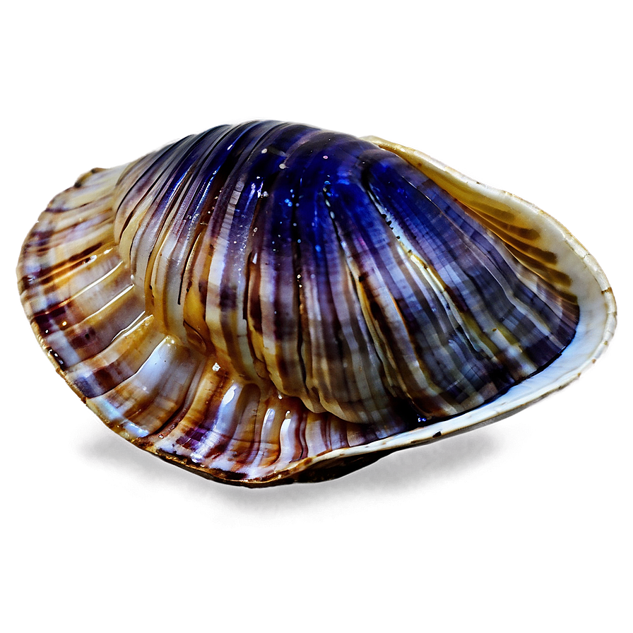 Watercolor Style Clam Png Ono