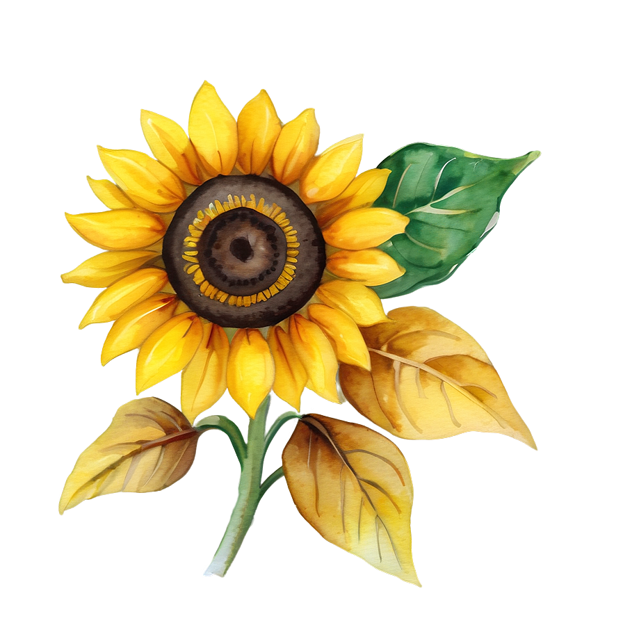 Watercolor Sunflower Illustration Png 6