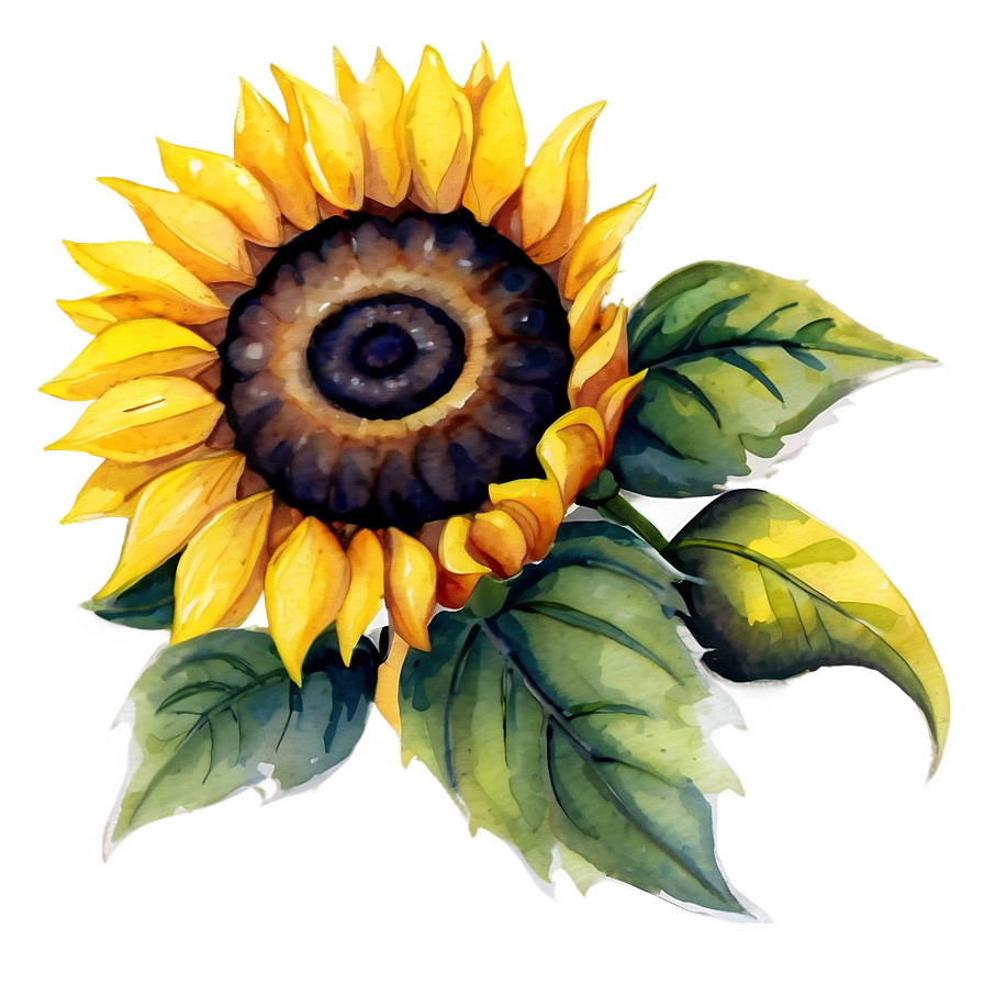 Watercolor Sunflower Illustration Png Gub79