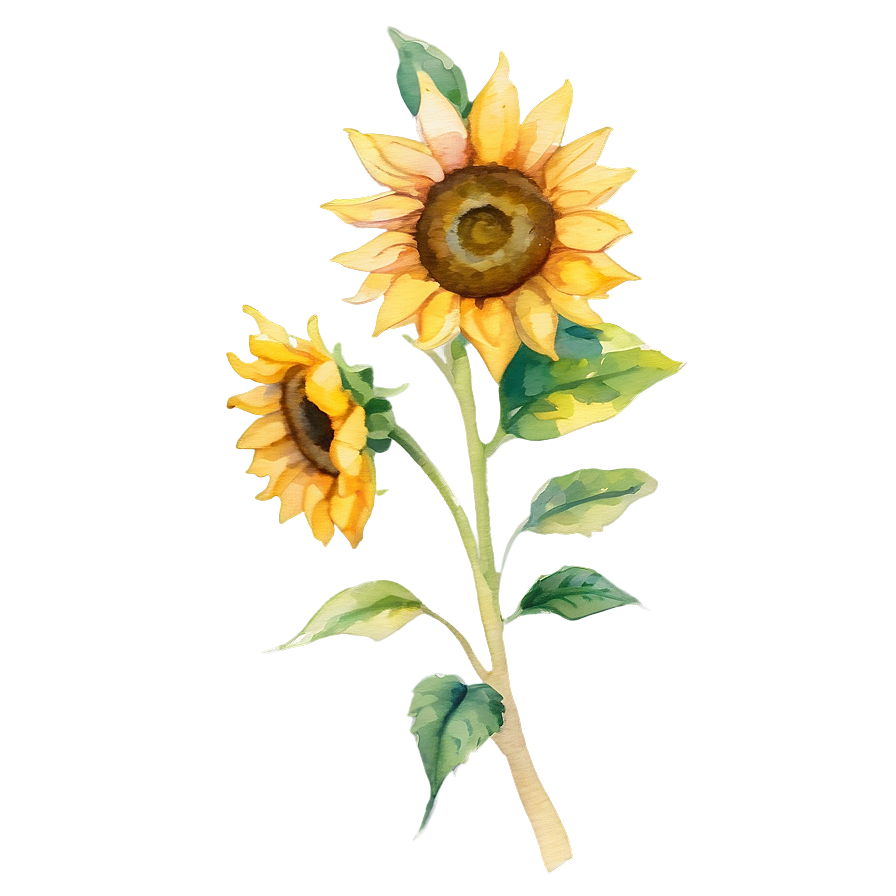 Watercolor Sunflower Png 96