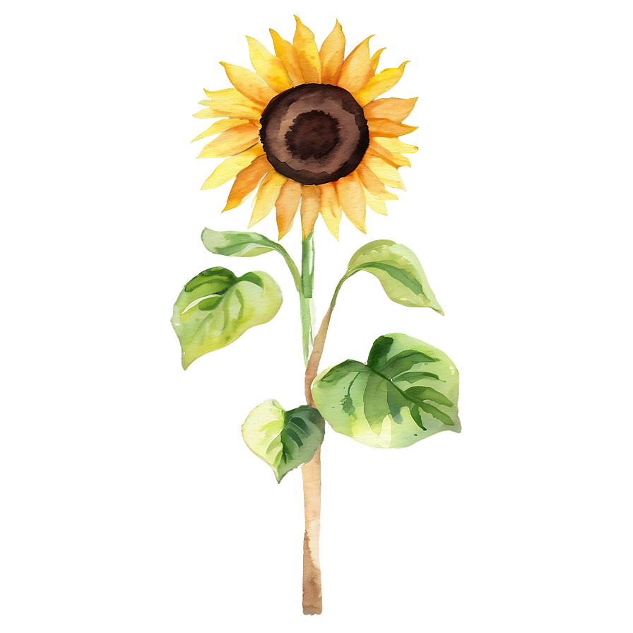 Watercolor Sunflower Png Ccn