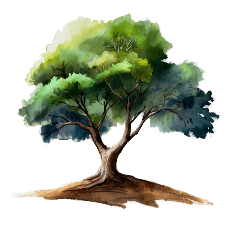 Watercolor Tree Elevation Png 06262024