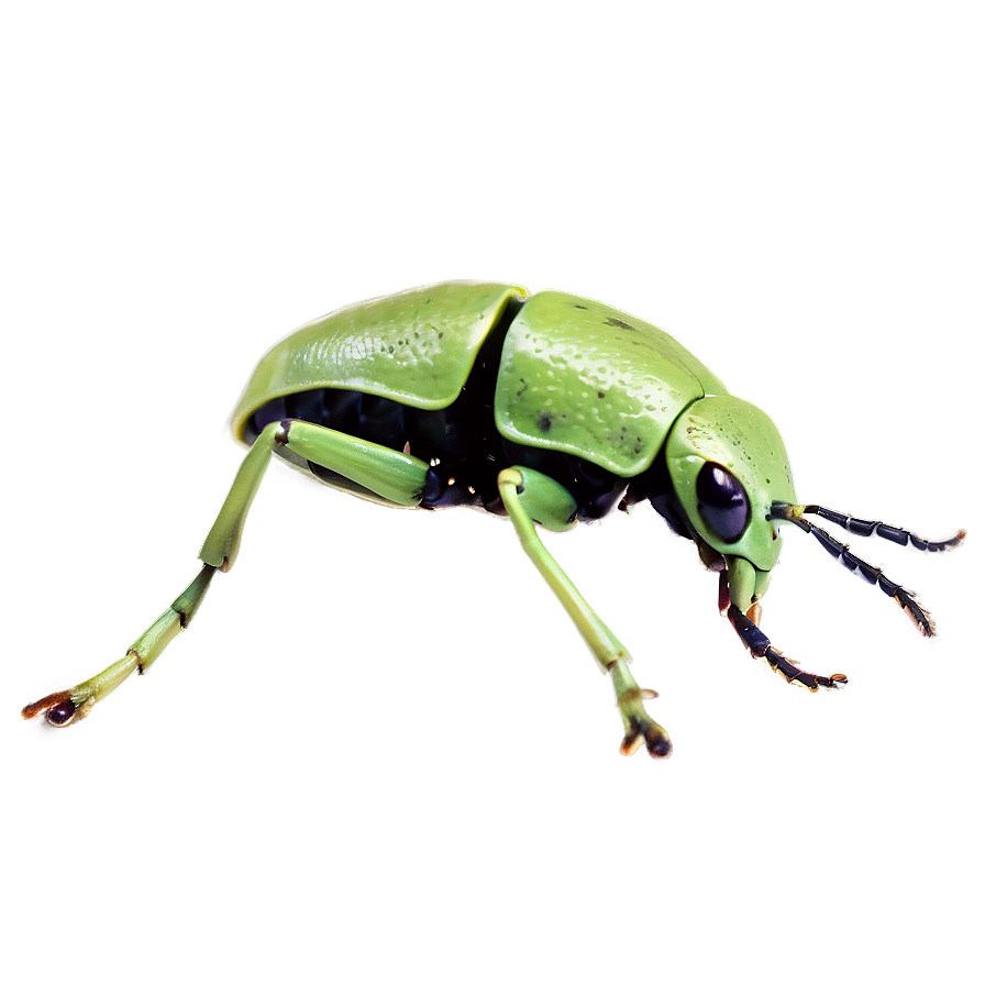 Weevil In Nature Background Png Dfx