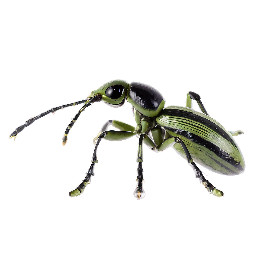 Weevil Species Comparison Png 73