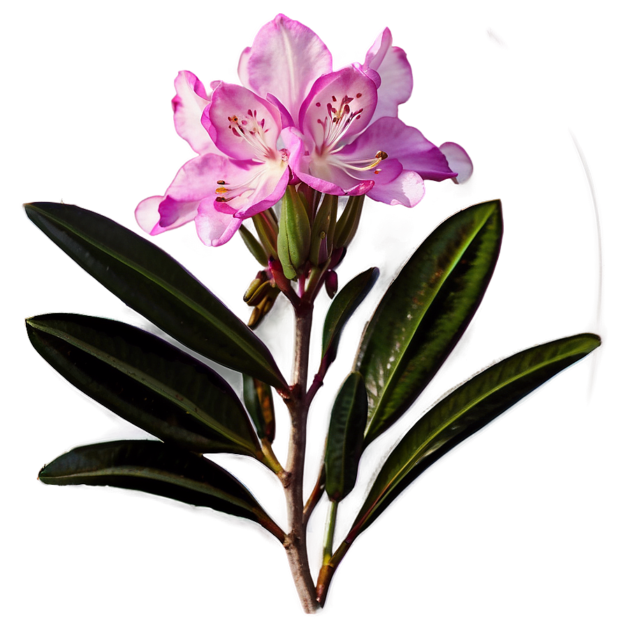 West Virginia State Flower Rhododendron Png Gxn