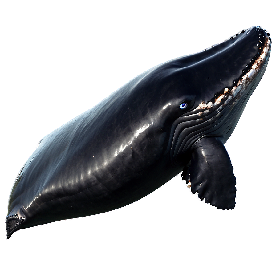 Whale Outline Png Ueo22