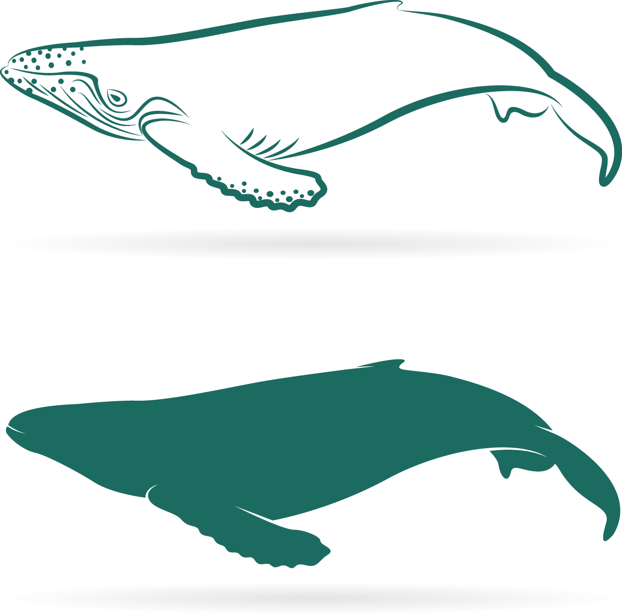 Whale Shark Comparison Graphic
