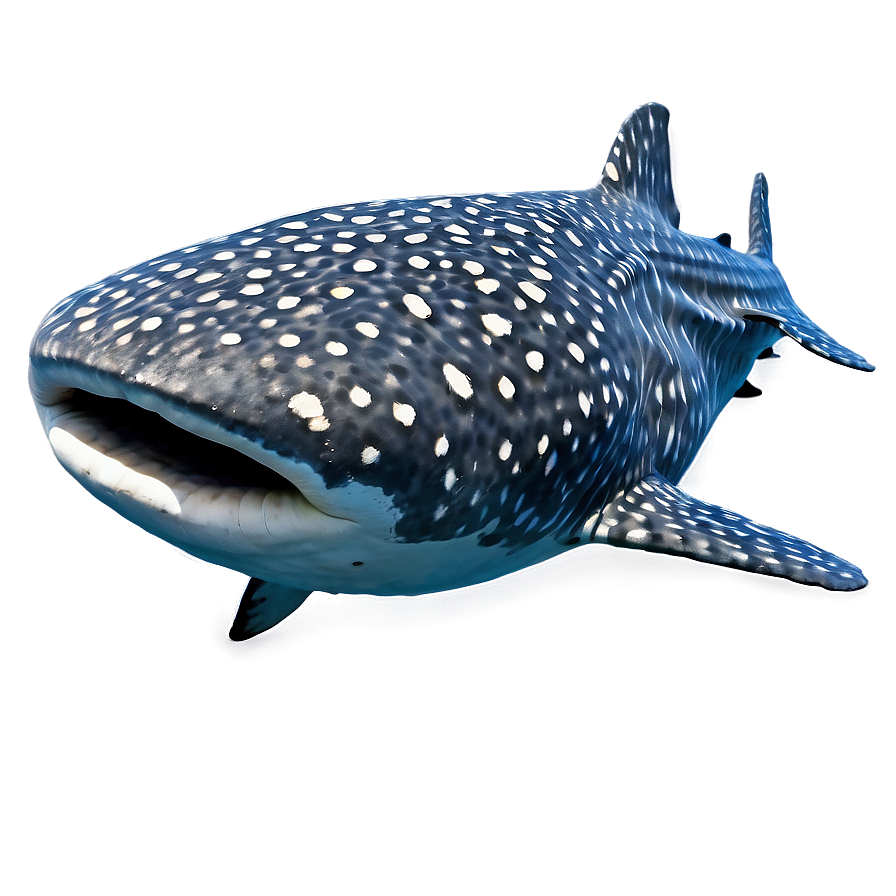 Whale Shark Png Pvt68