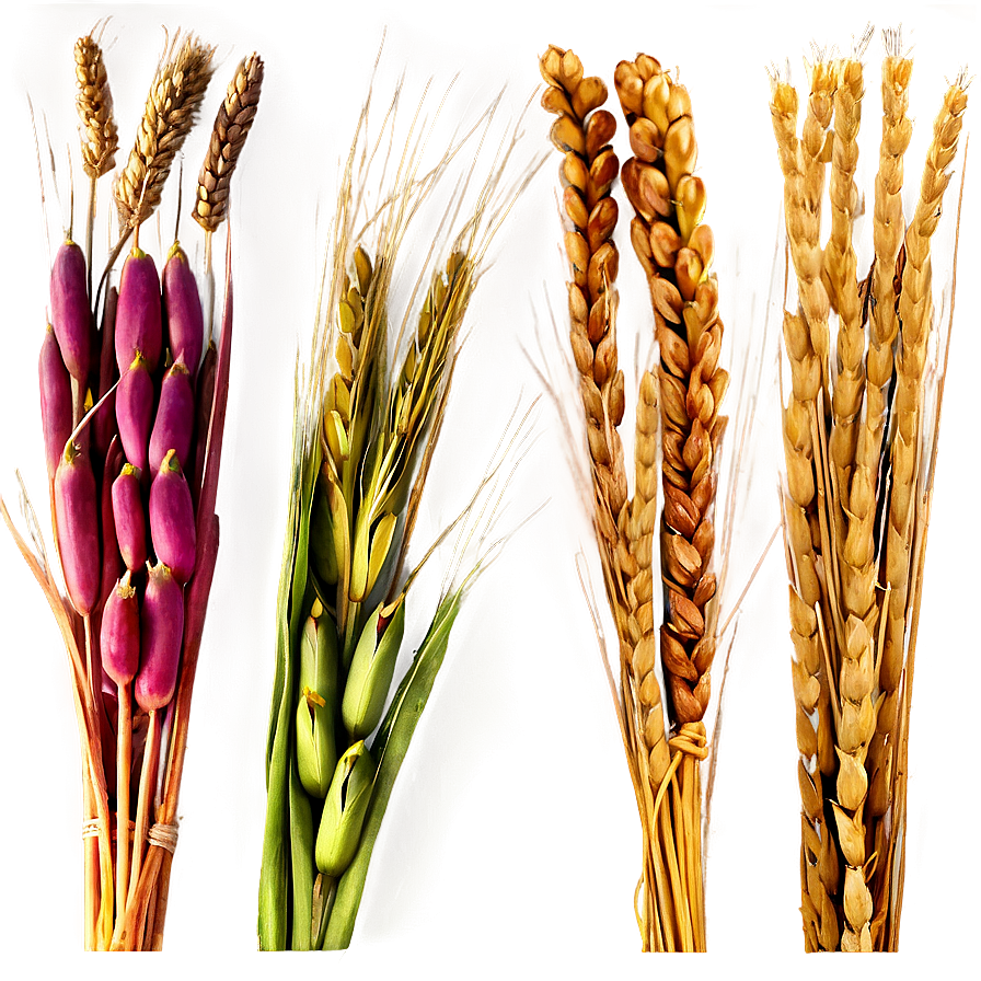 Wheat Bundle Tied Png 05252024