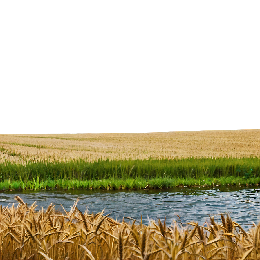 Wheat Field And River Landscape Png 46