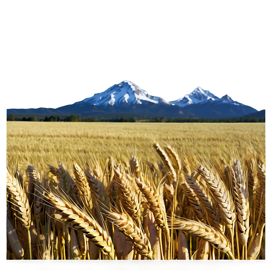 Wheat Field With Mountains Background Png 06252024