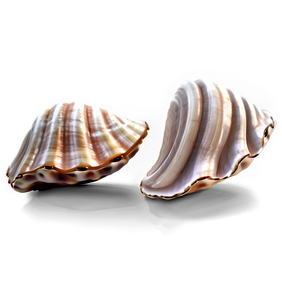 Whimsical Clam Shell Png Amn