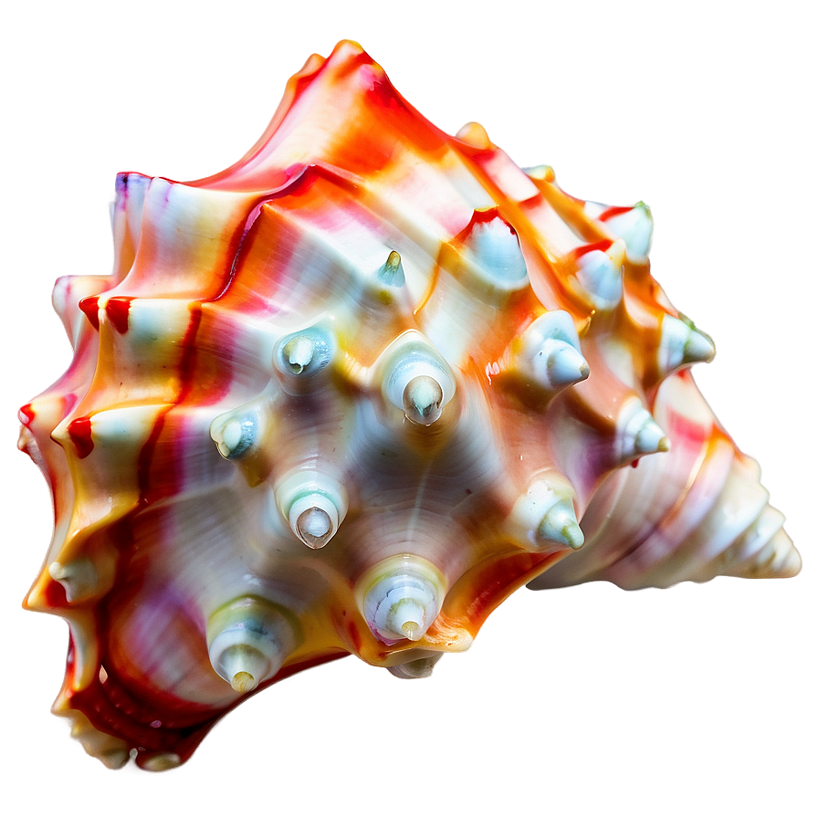 Whispering Conch Shell Png Lsh99