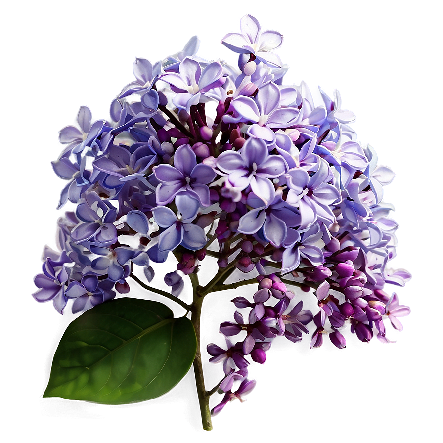 Whispering Lilac Png 30