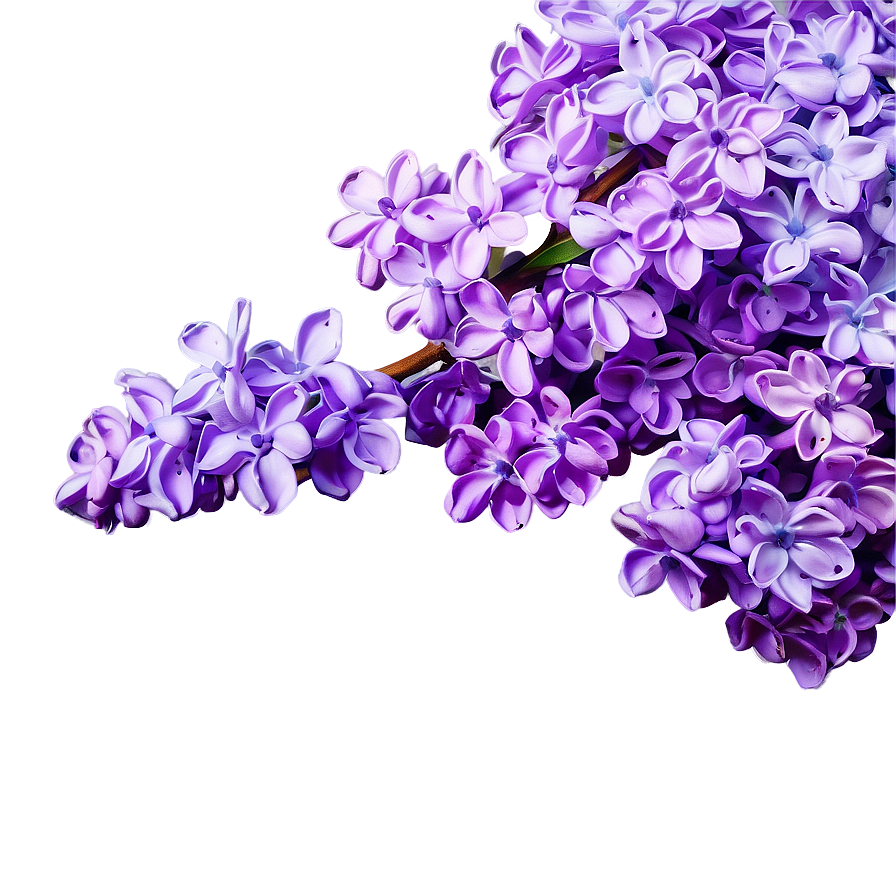 Whispering Lilac Png 8