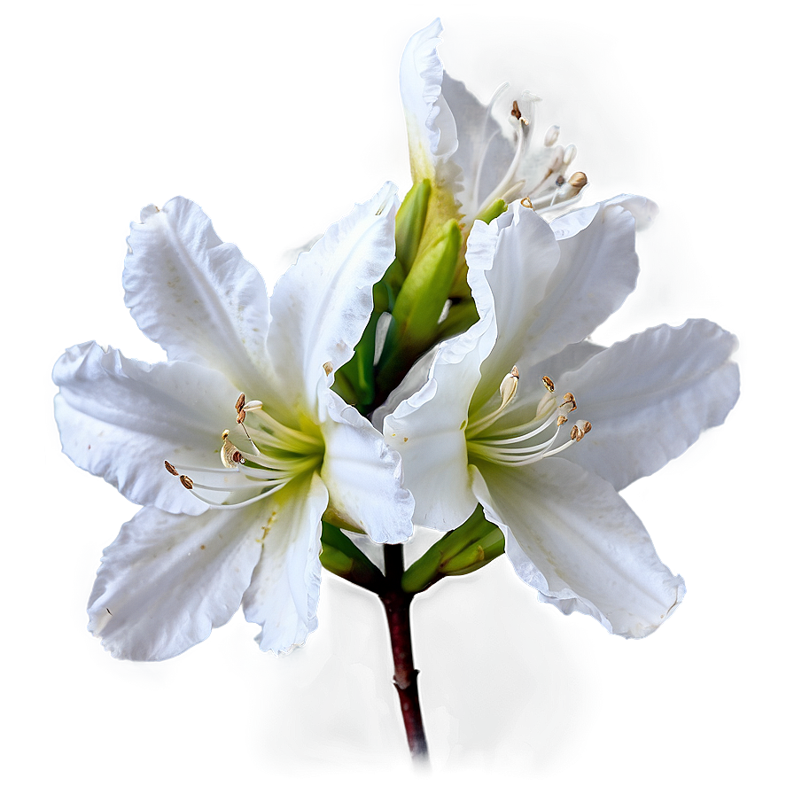 White Azalea Flower Png 05242024