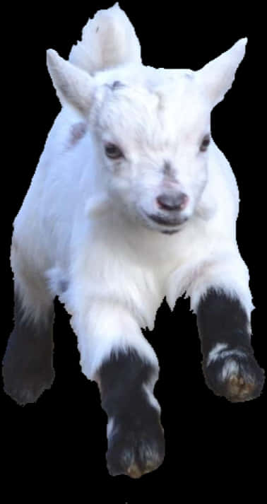 White Baby Goat Black Hooves