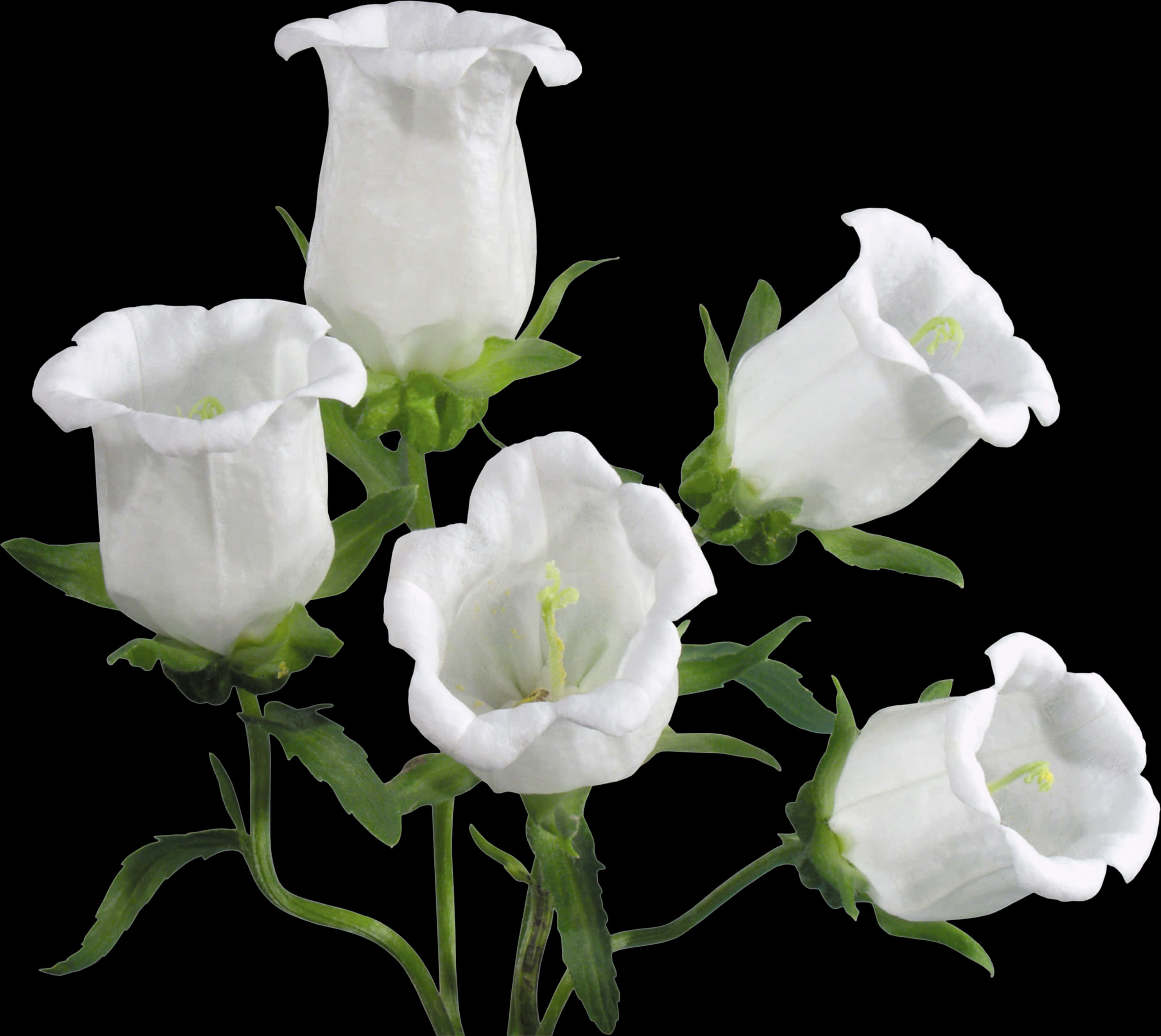 White Bell Shaped Flowers Black Background