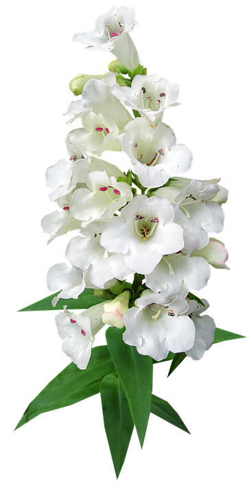 White Bellflower Bouquet.png