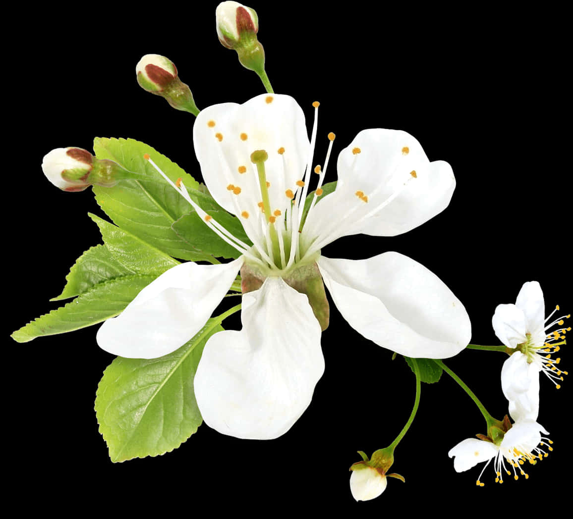 White Blossom Black Background