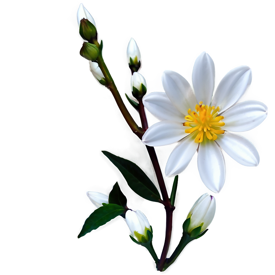 White Blossoming Flower Png Apg92