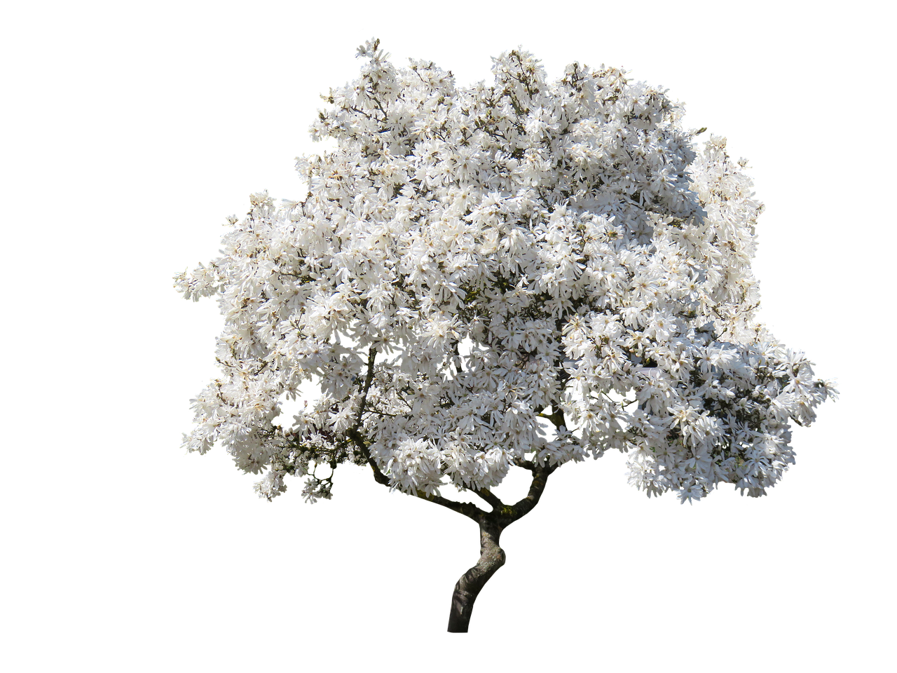 White Blossoming Tree Clear Sky Background