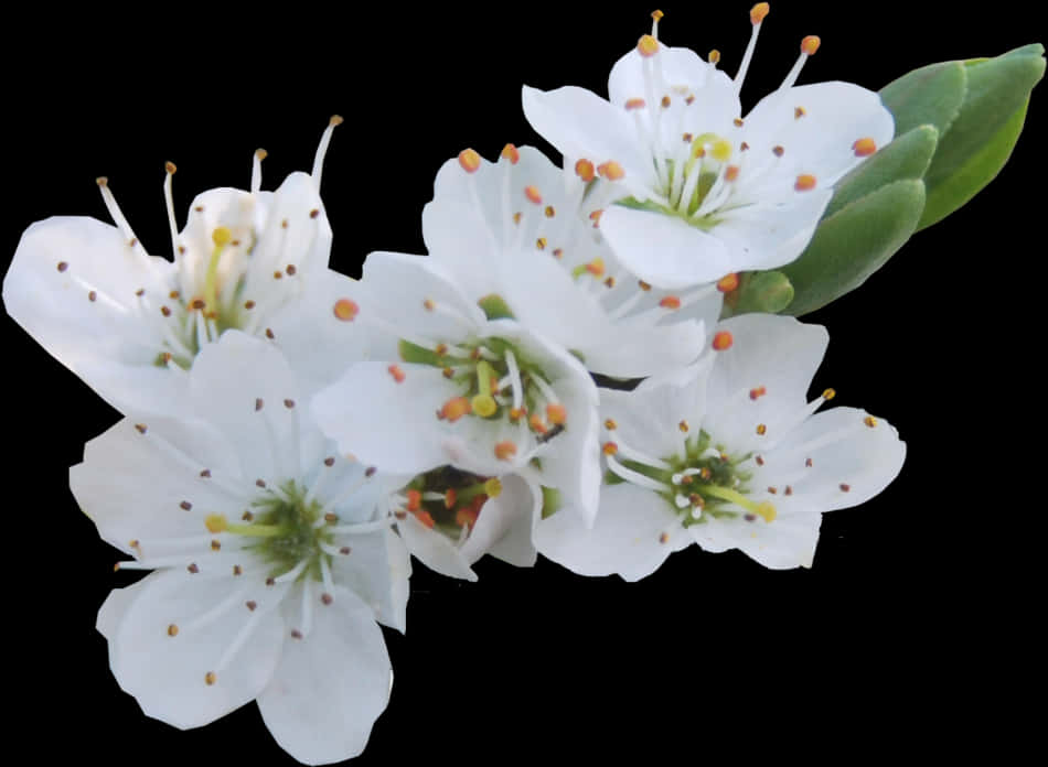 White Blossoms Transparent Background