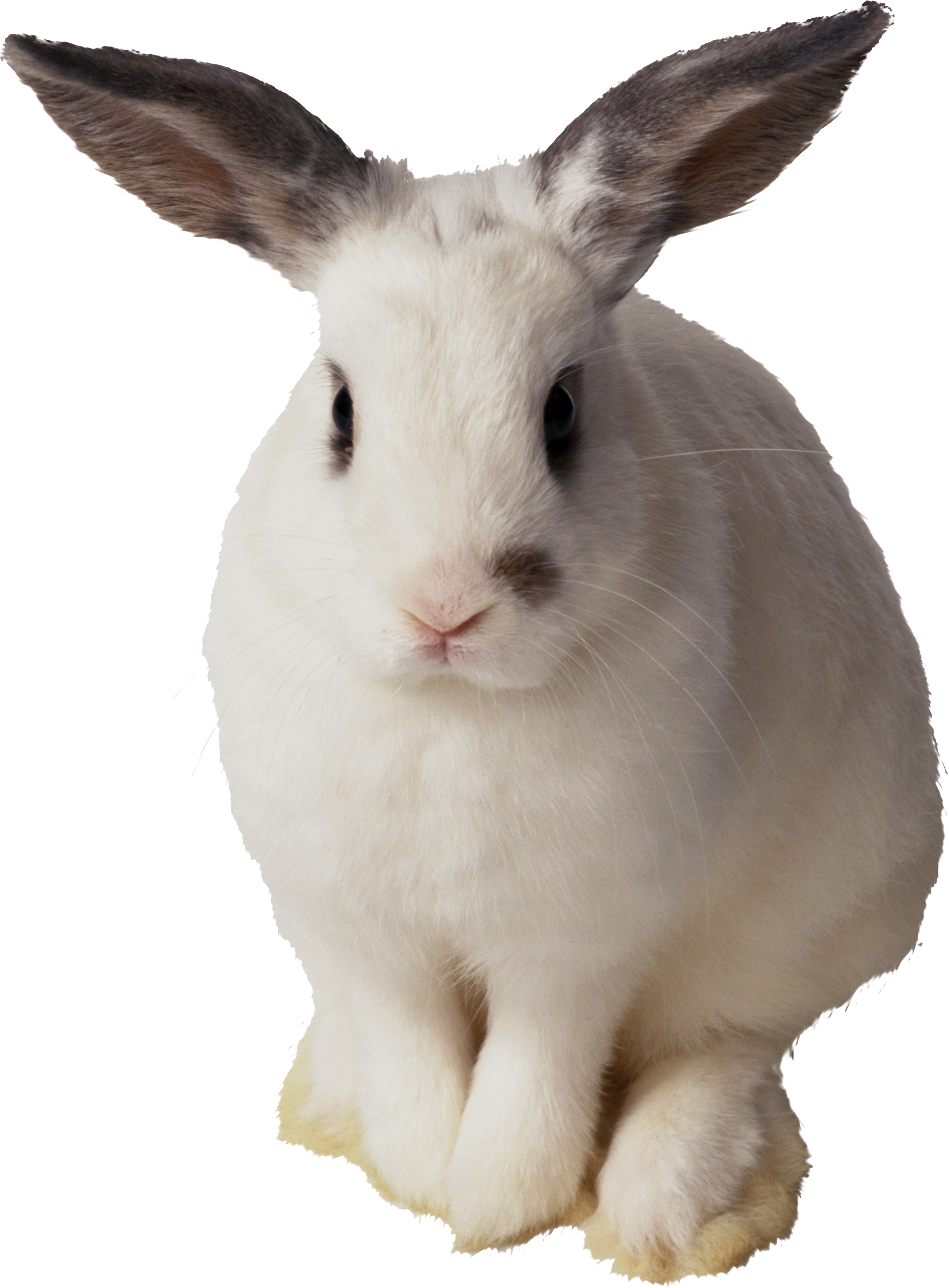 White Brown Eared Rabbit