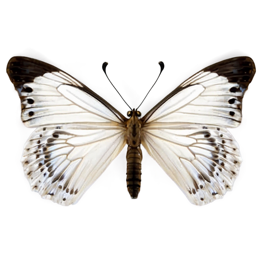 White Butterfly Isolated Png Btx39