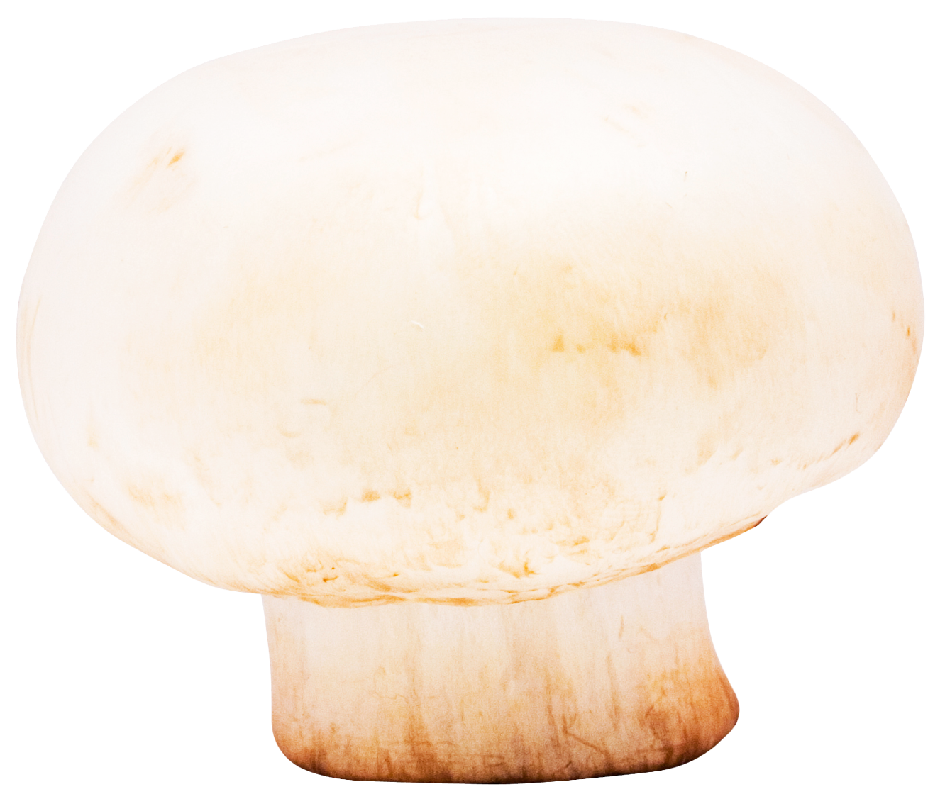 White Button Mushroom Isolated