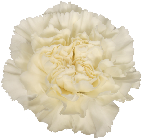 White Carnation Flower Isolated