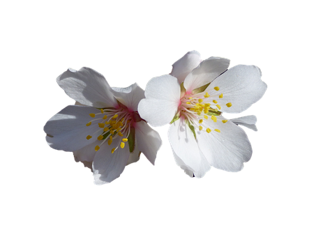 White Cherry Blossoms Black Background