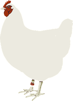 White Chicken Cartoon Illustration