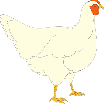 White Chicken Cartoon Illustration