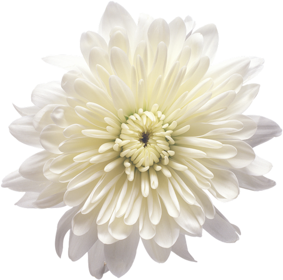 White Chrysanthemum Flower Isolated