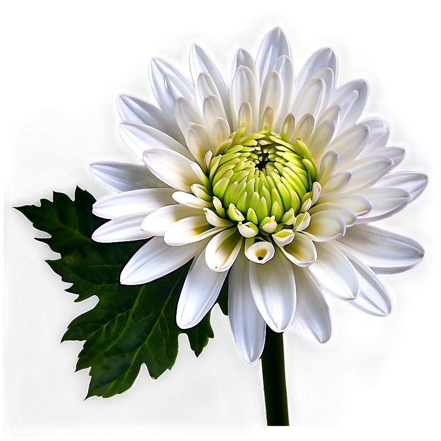 White Chrysanthemum Flower Png Wmw