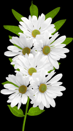 White Daisies Black Background