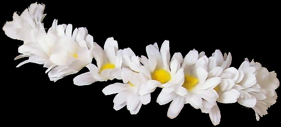 White Daisies Black Background