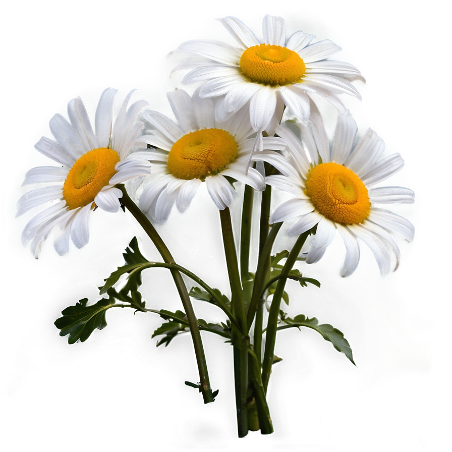 White Daisies Flowers Png Gjr