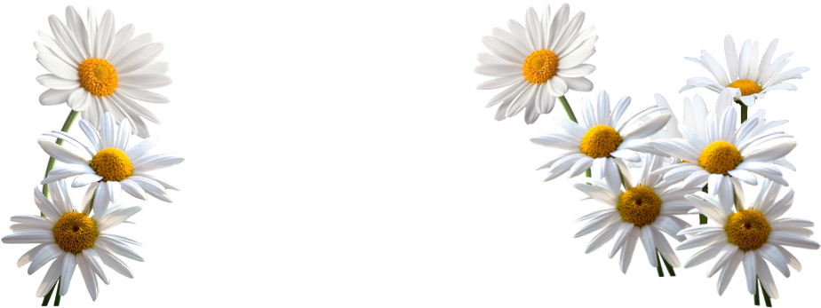 White Daisies Transparent Background