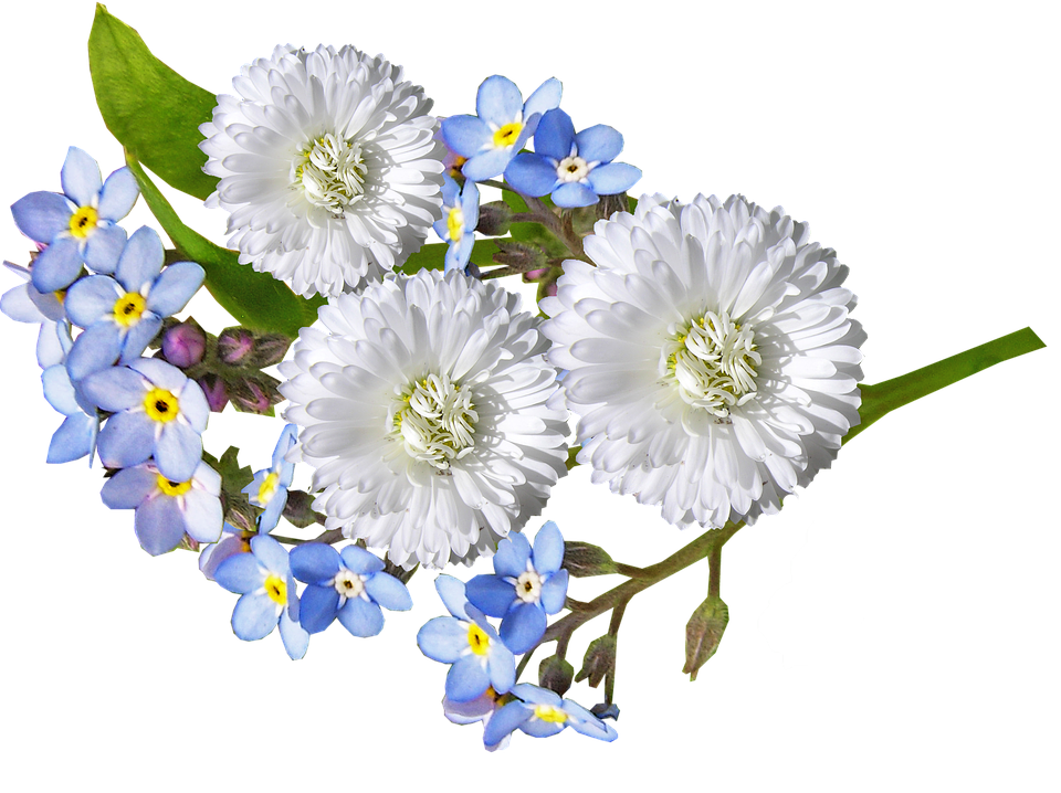 White Daisiesand Forget Me Nots