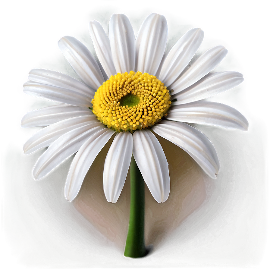 White Daisy Flower Png 05242024
