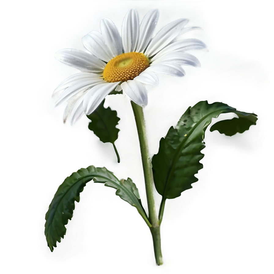 White Daisy Png Emx97