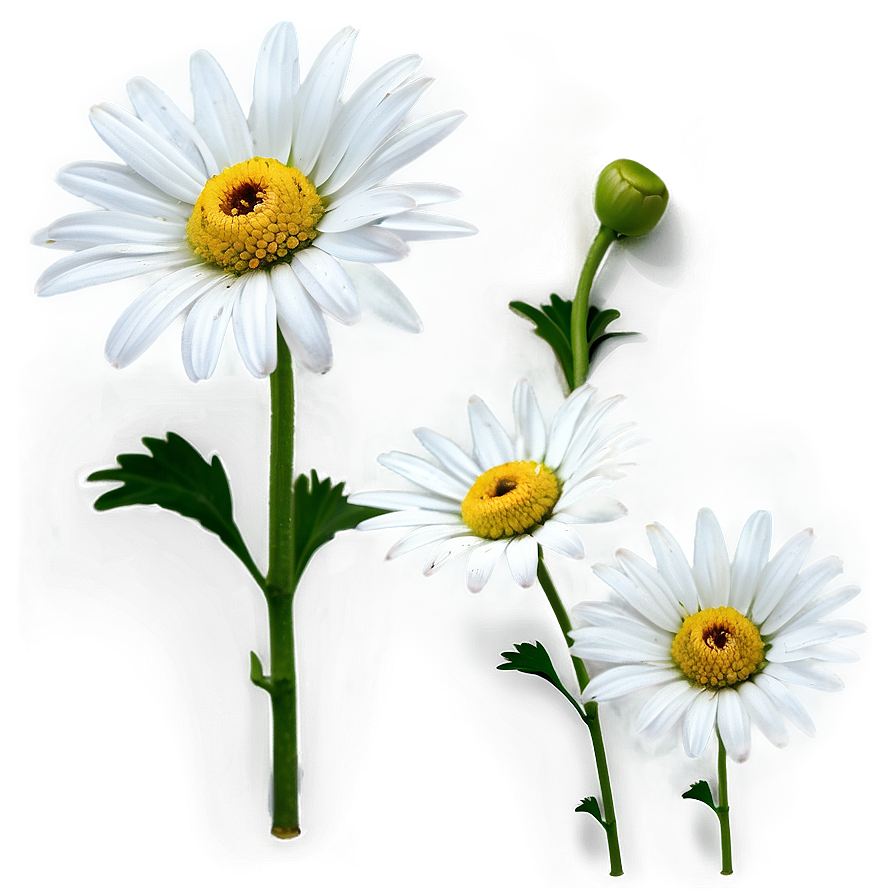 White Daisy Png Ura