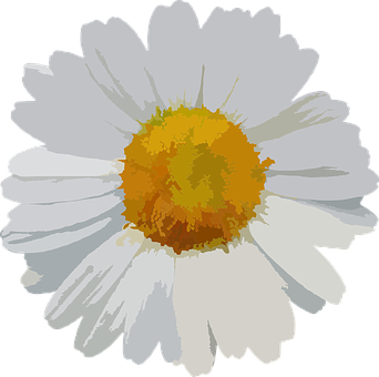 White Daisy Vector Illustration