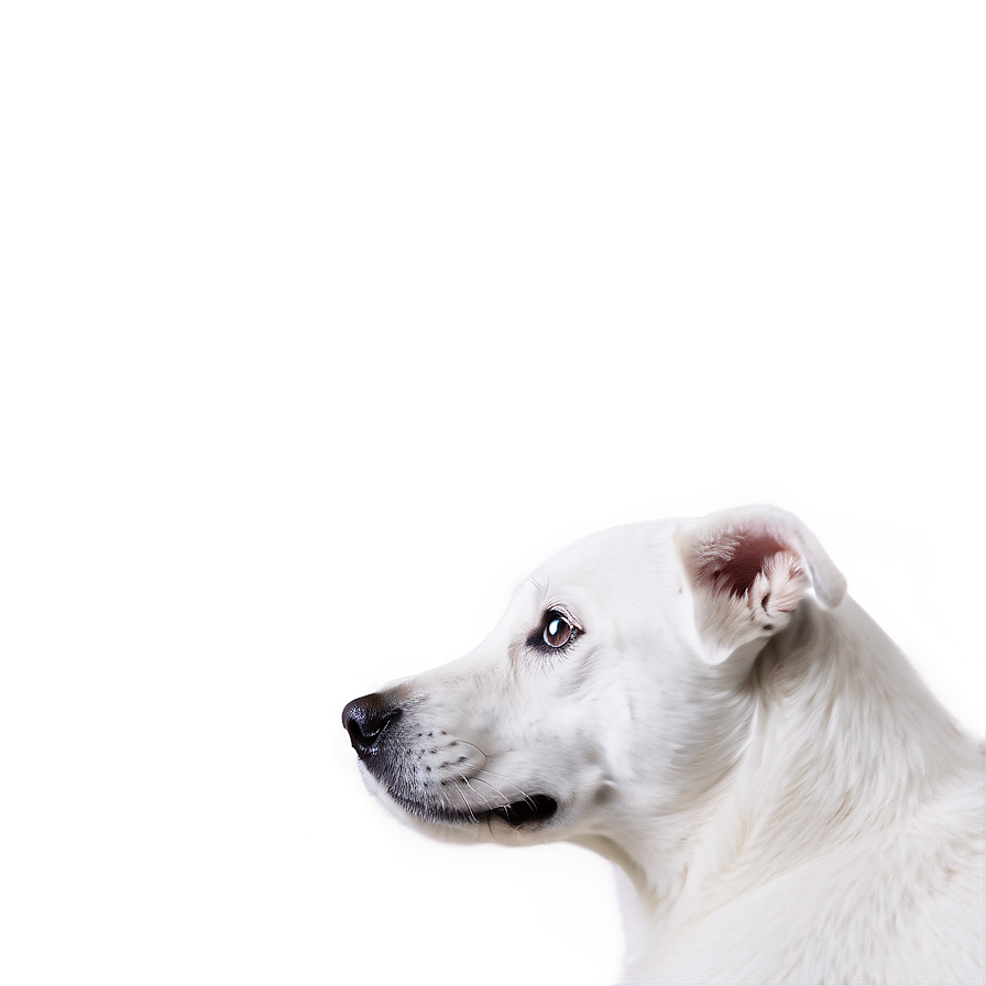 White Dog Close Up Png 06262024