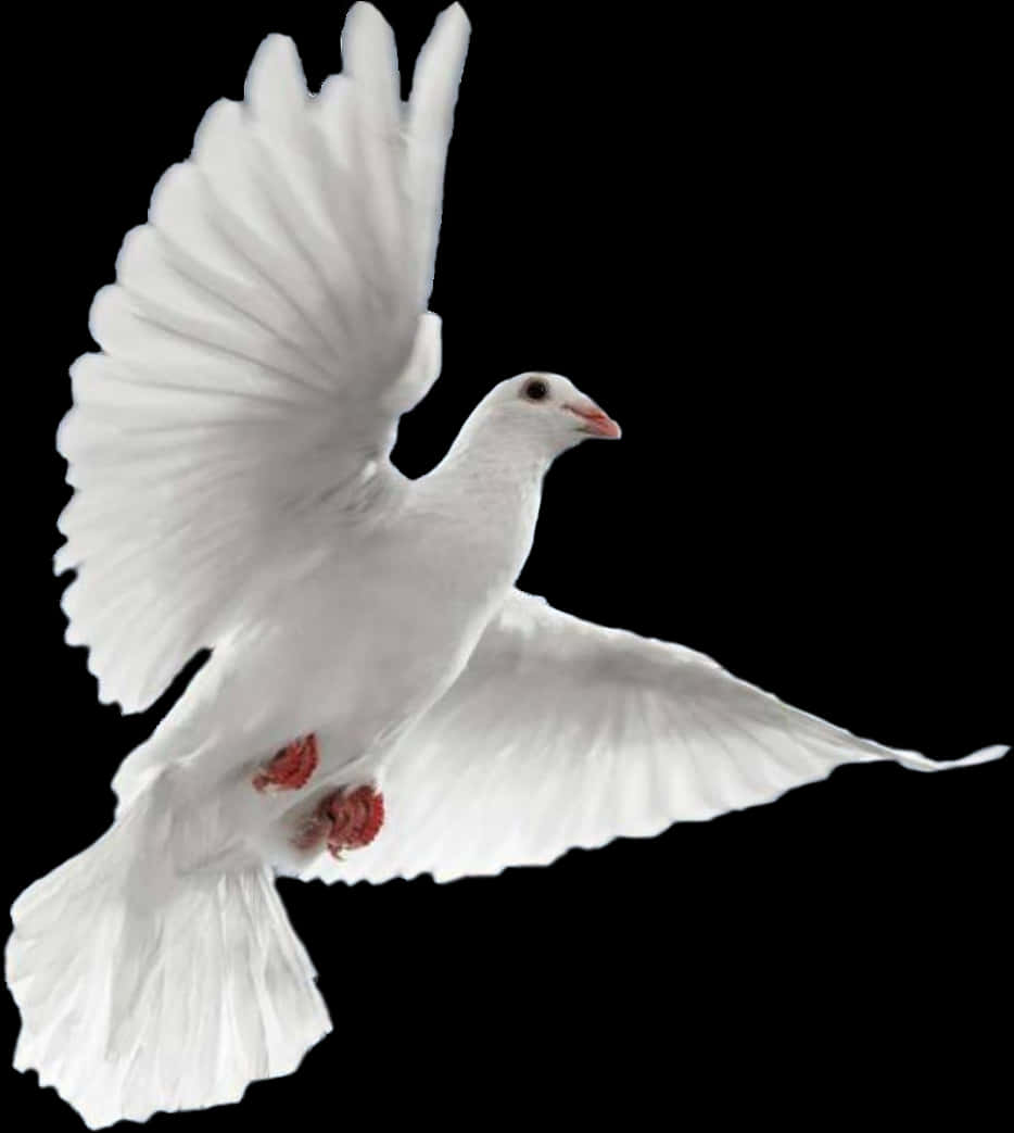White Dove In Flight Black Background
