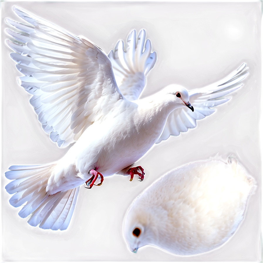 White Dove Png 05042024