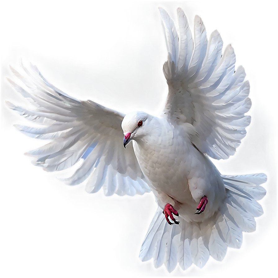 White Dove Png 58